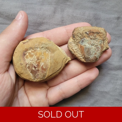 Very Rare Colorful Notopocorystes Crab Arthropod Fossil Pair From Texas